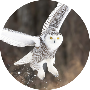 ArcticDesignWeek_SnowyOwl_Round_300px