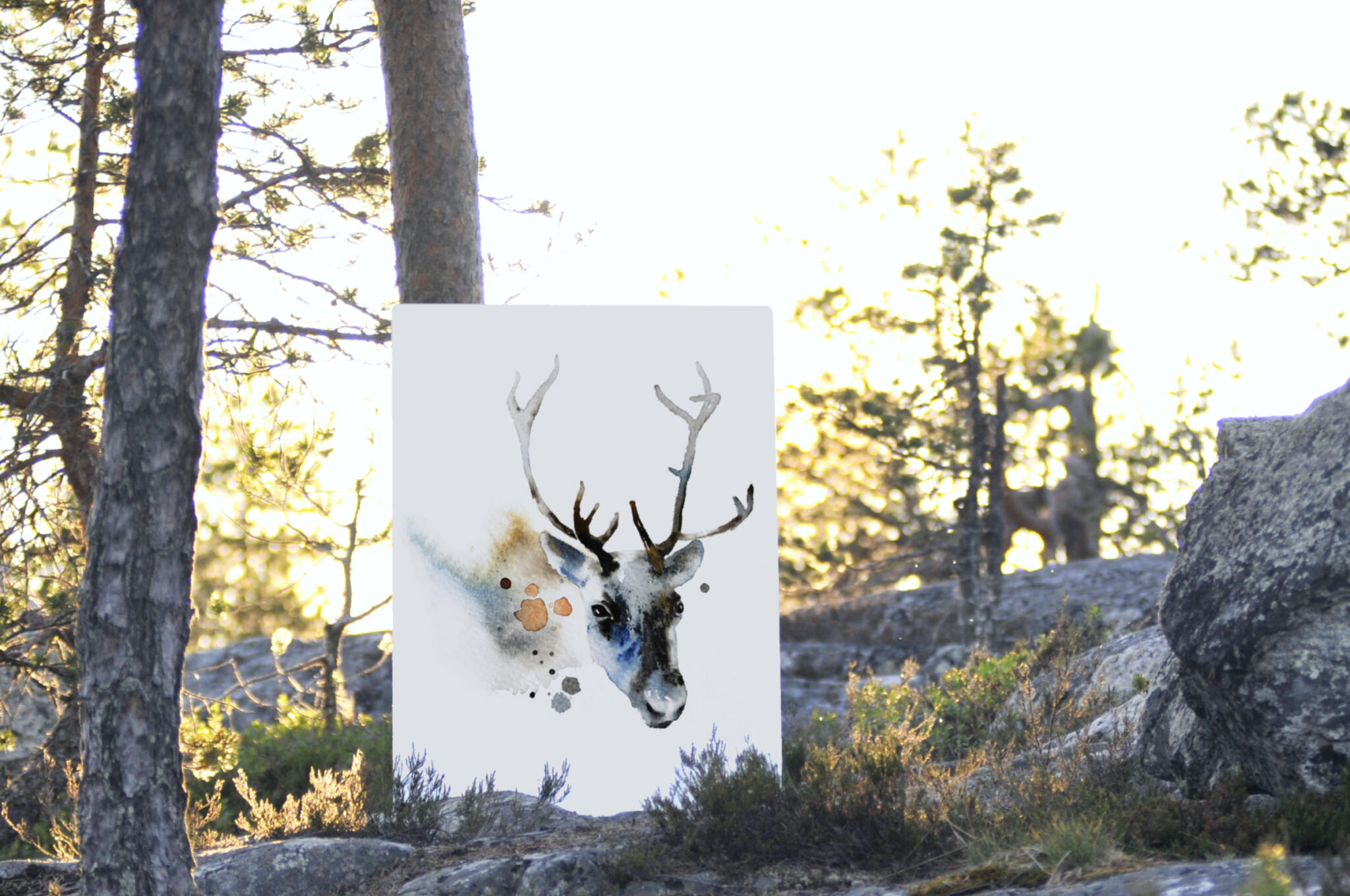 estervisual.poro ounasvaaralla (2)